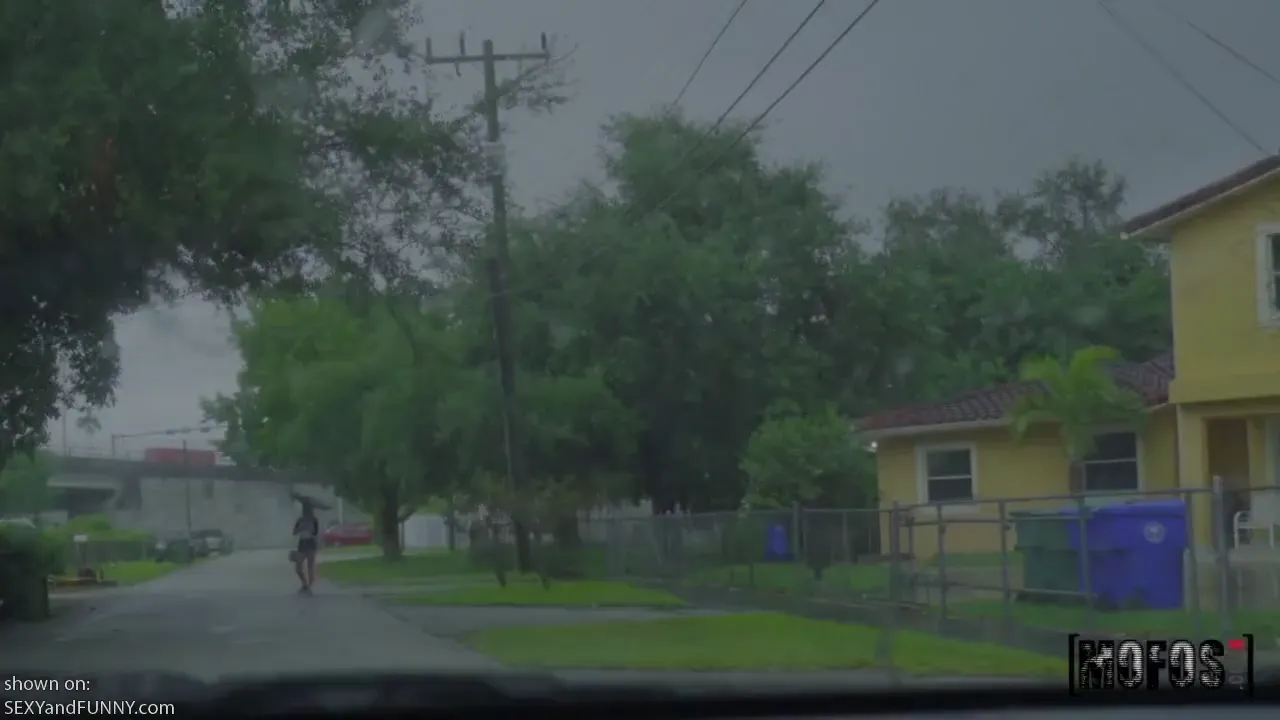 Picking Dixie Up in the Rain
